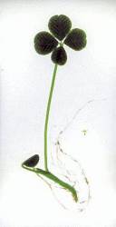 La'cryma Christi : Without You